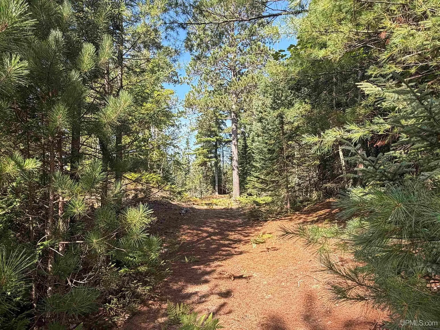 The sandy trail through the pines