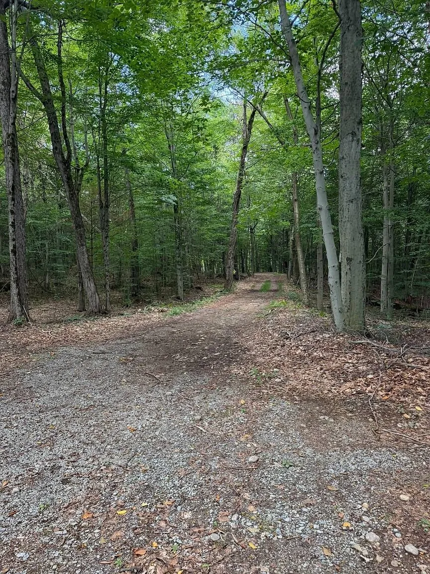 The gravel drive between the hardwoods