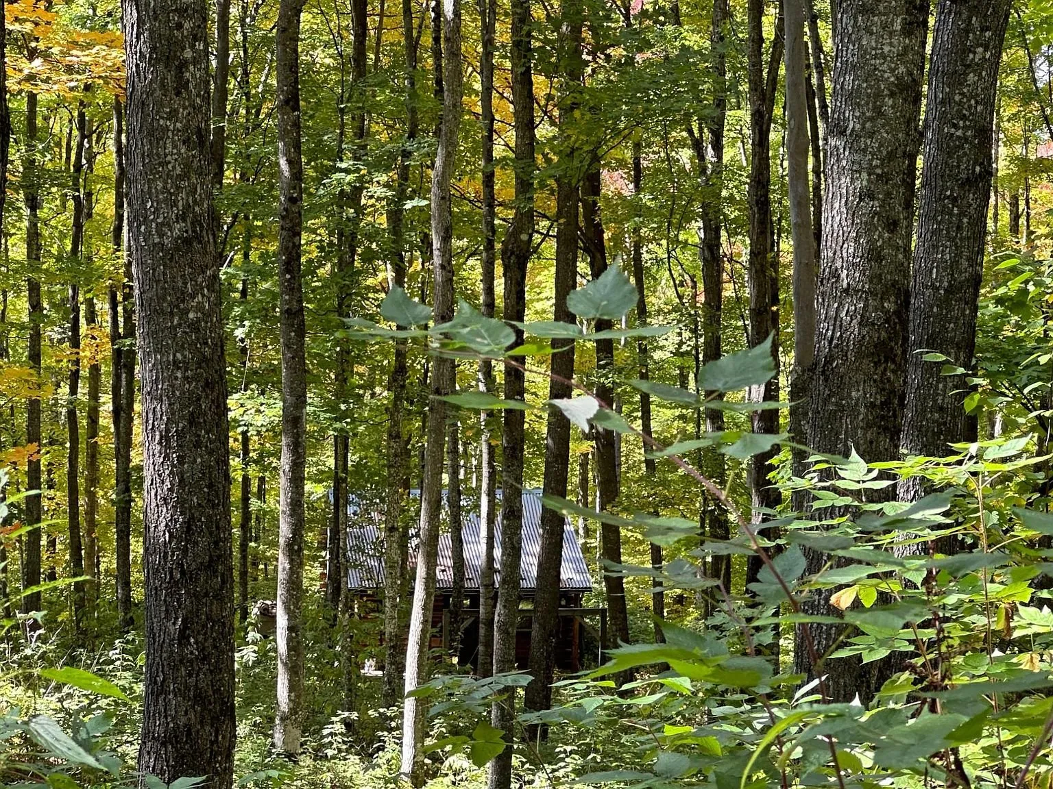 Undergrowth and saplings among the standing hardwoods