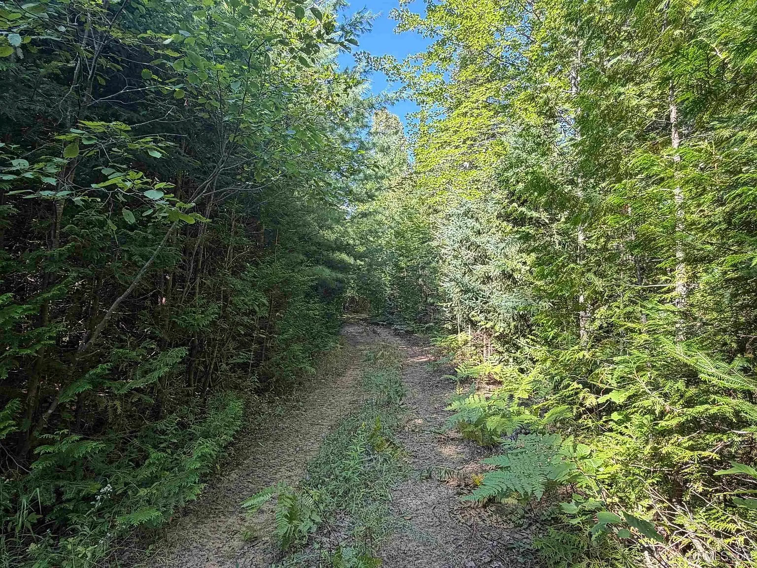 A grassed trail through the hardwoods