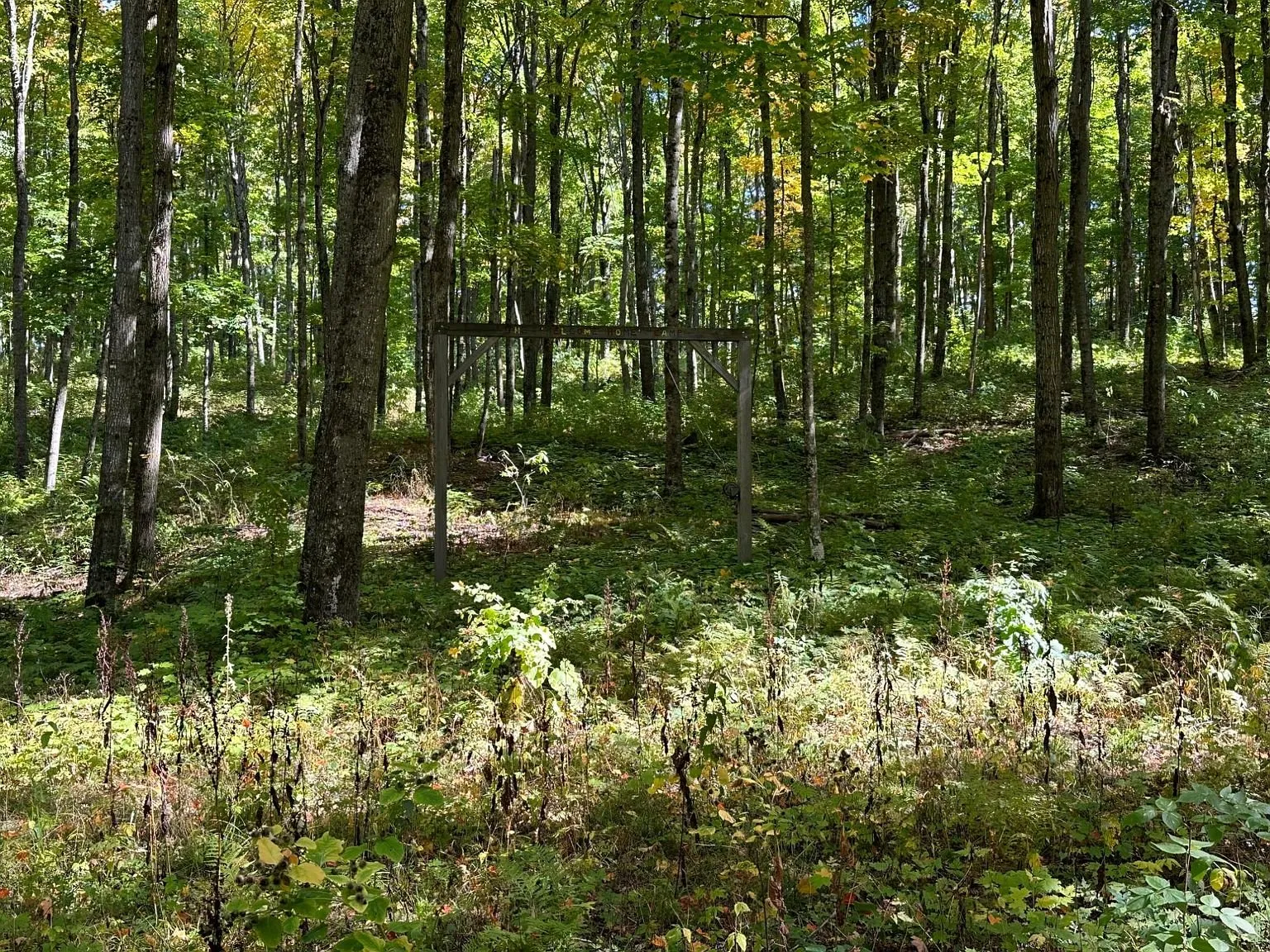 Open ground beneath the maples with light coming through