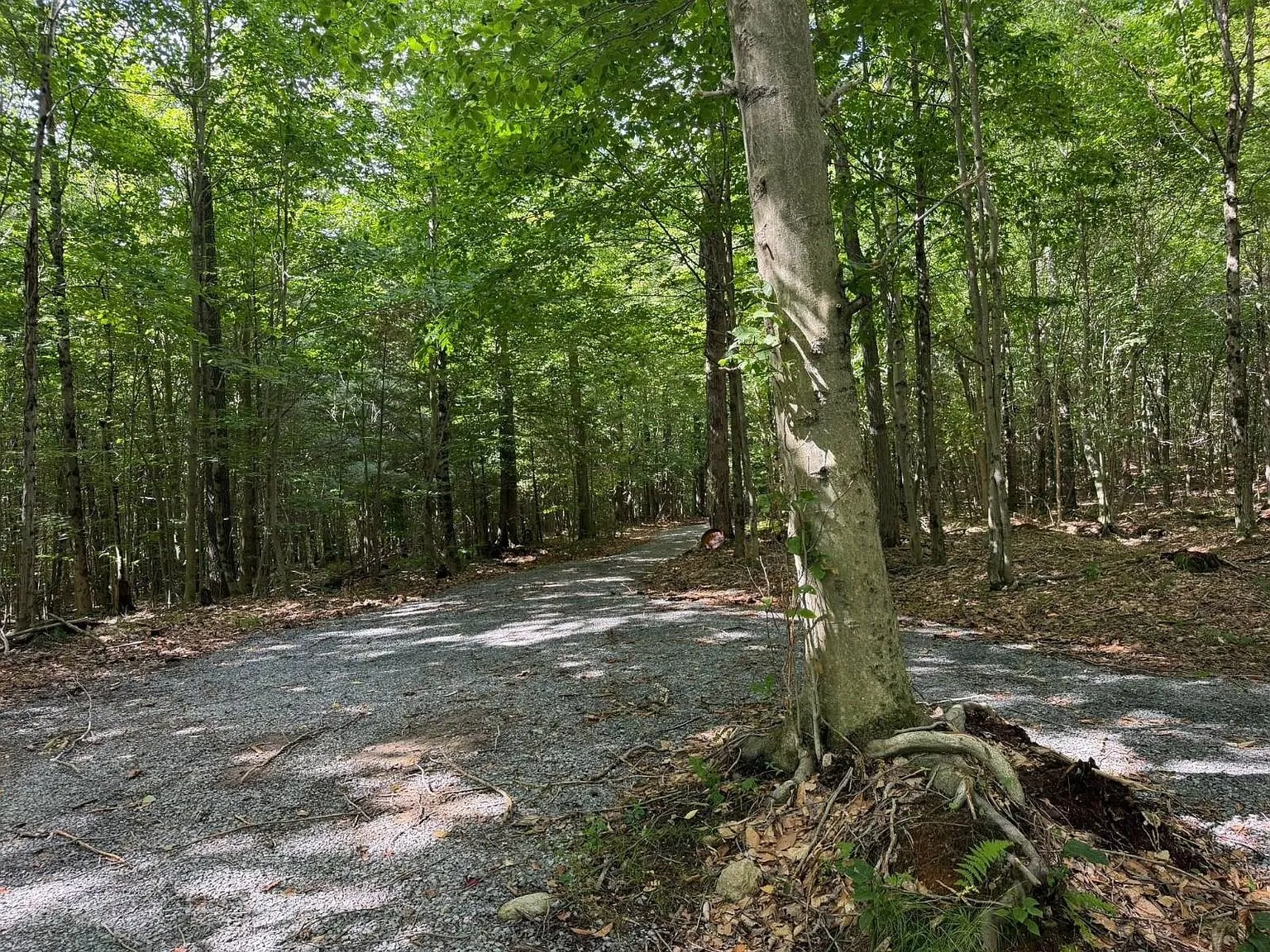 The woods along the drive with a birch in the foreground
