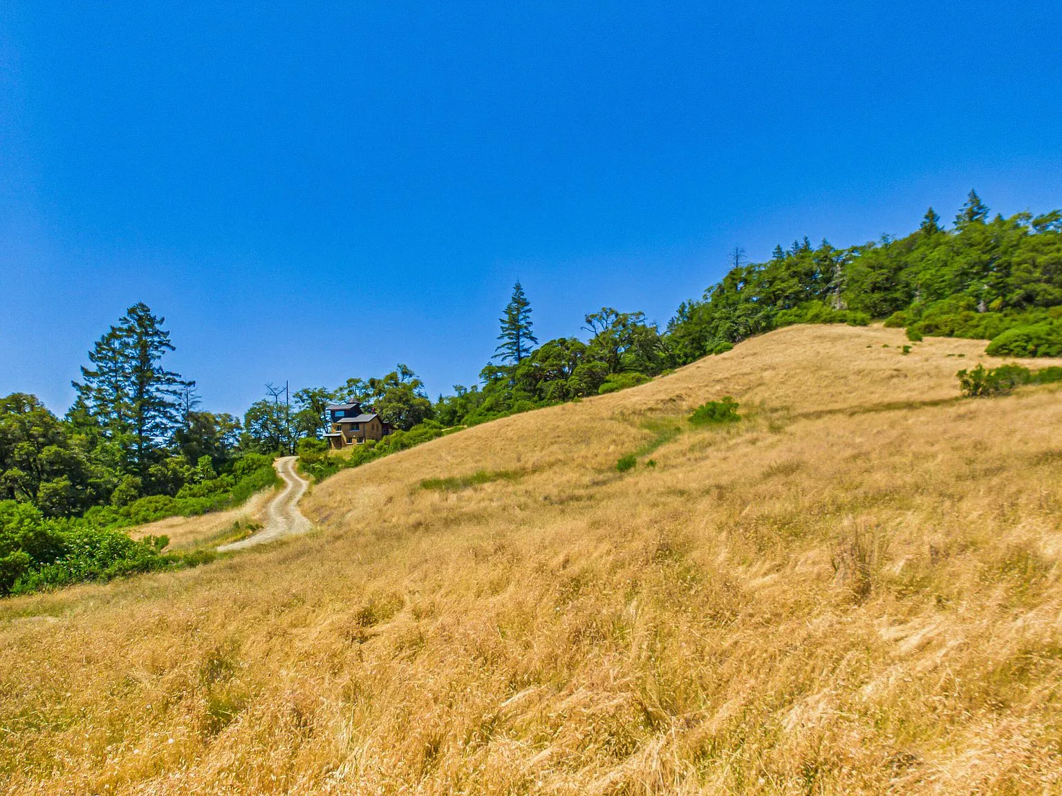 A golden hillside meadow with the house visible in the distance among the trees