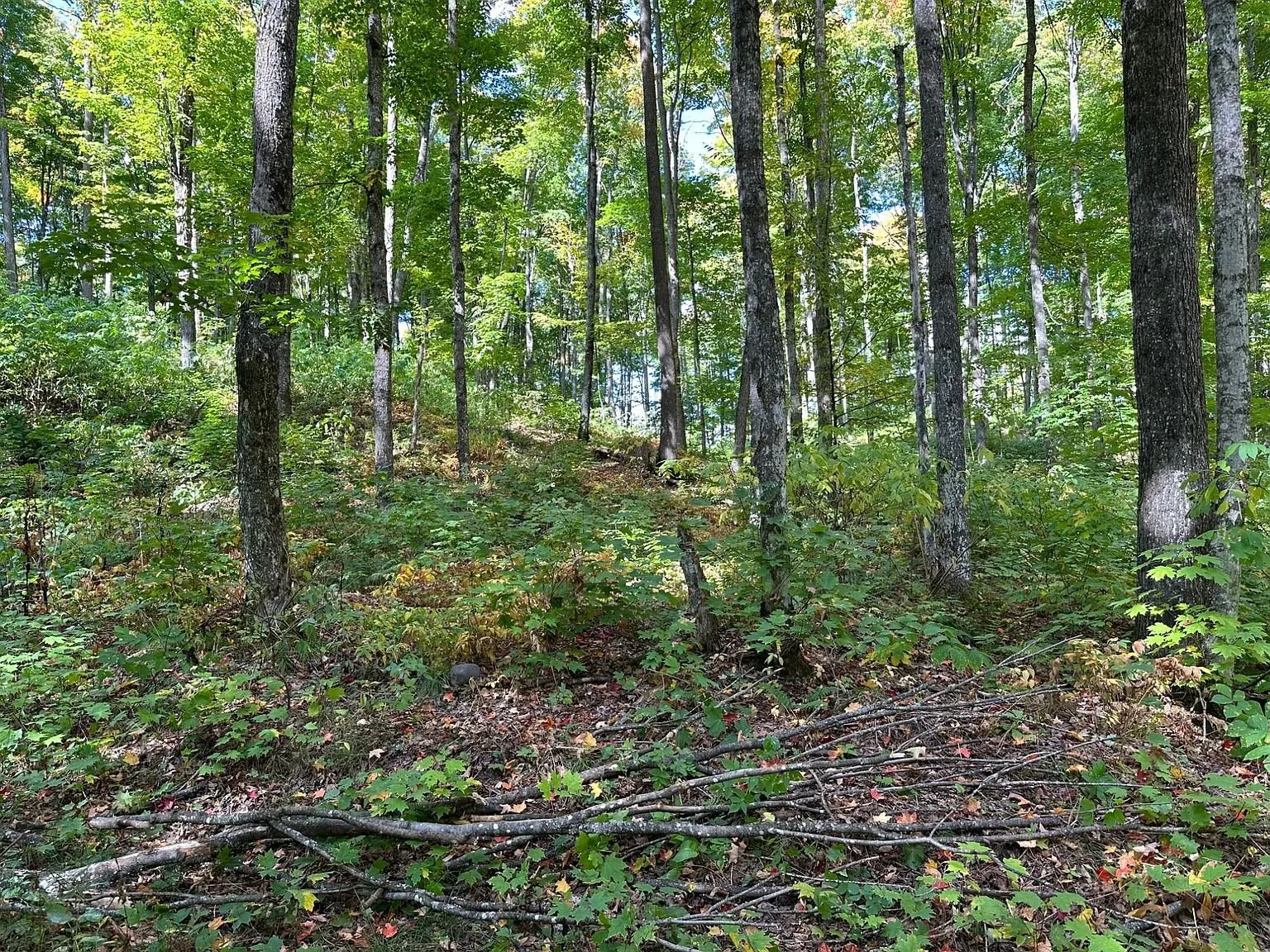 The forest floor with fallen limbs and low brush