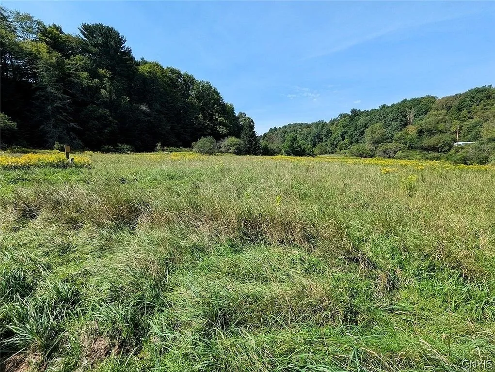 An overgrown field with the wooded hill behind