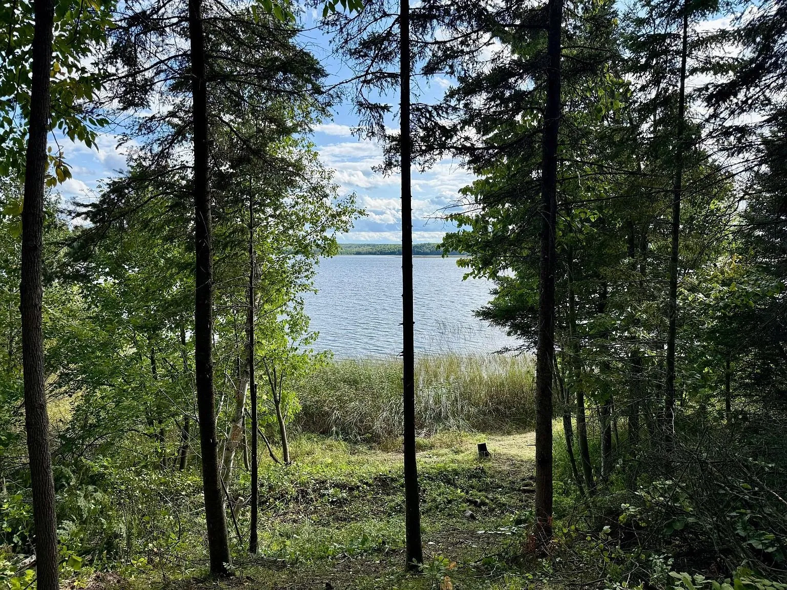 The reeds and the lake through the trees