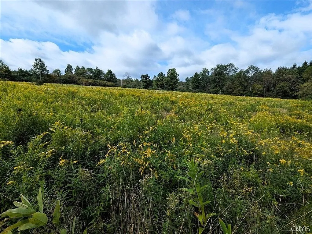 Goldenrod in a field with the tree line