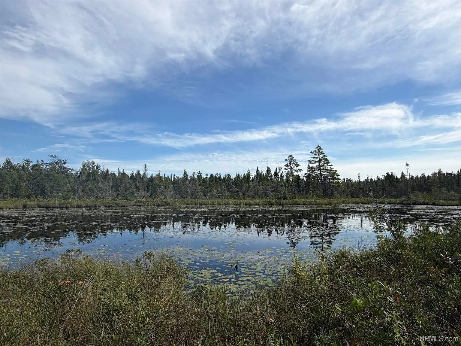 The pond with the lily pads and the marsh grass