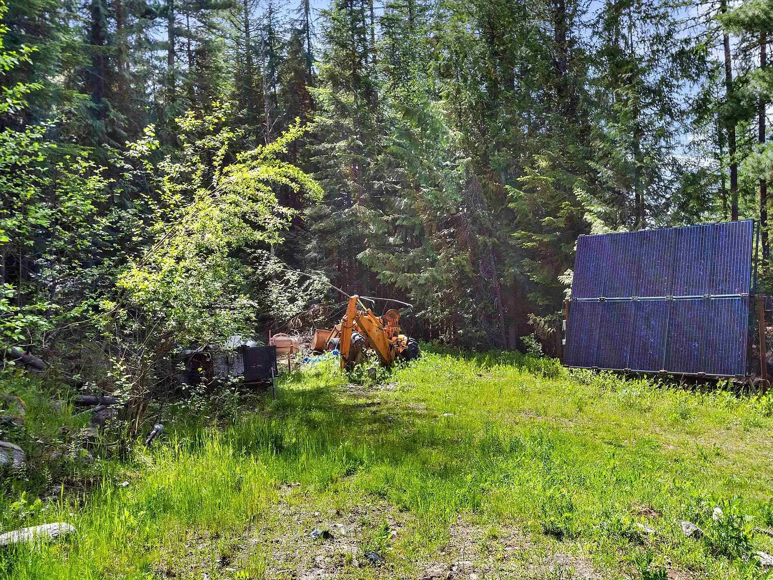 A quiet stand of pines on the property's acreage, thinned along a footpath