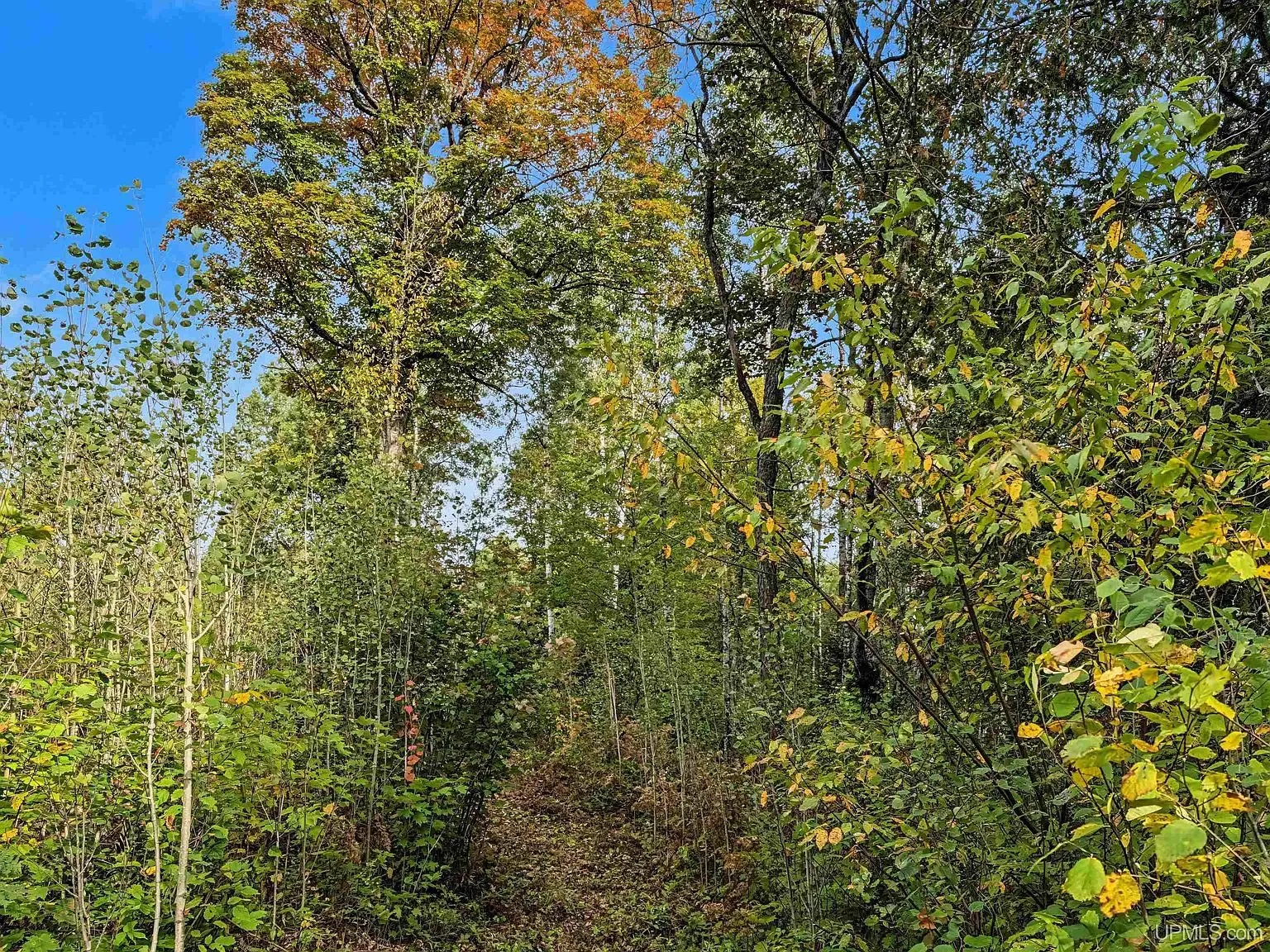 A stand of aspen and birch in fall color