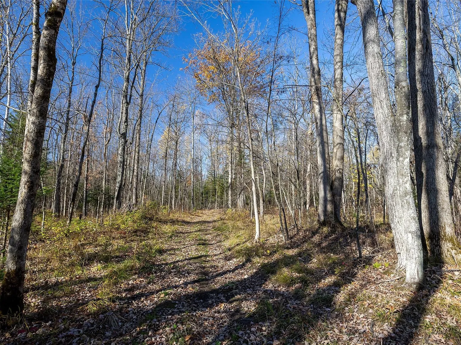 A wooded trail cutting through the property's hardwoods
