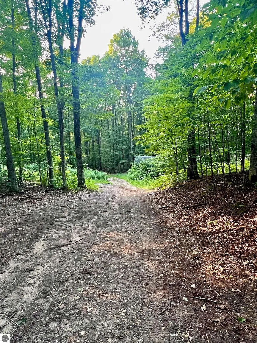 The two-track climbing through the woods