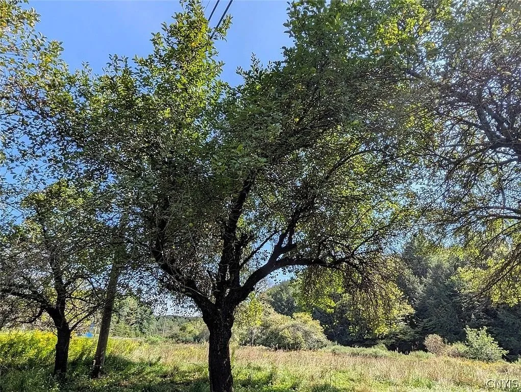 Apple trees at the edge of a field