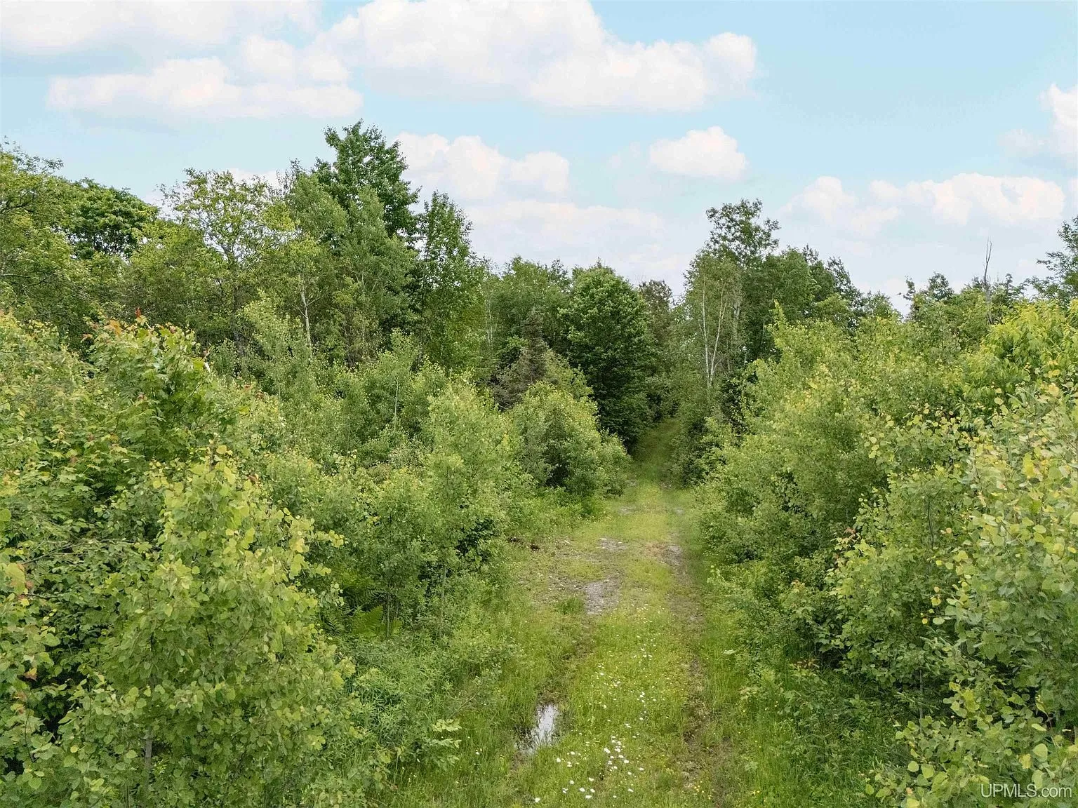 A two-track trail cut through brush and young growth