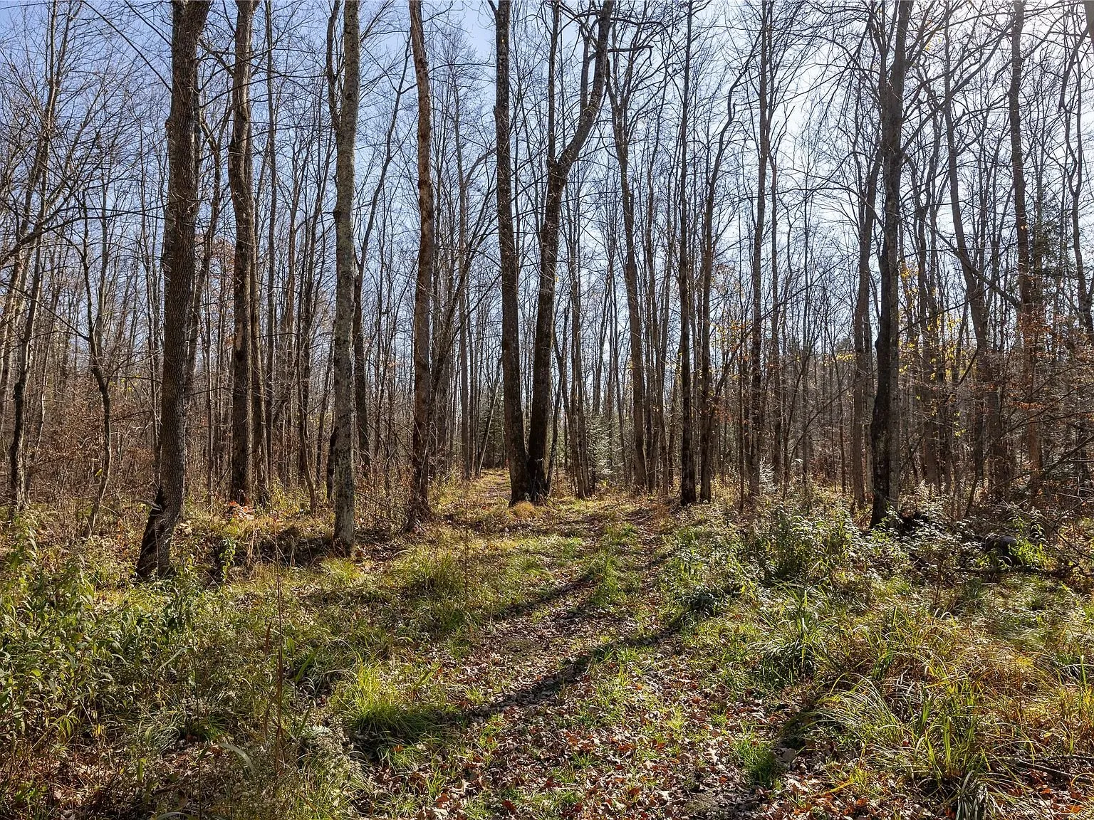 A grassy two-track trail winding through the wooded acreage