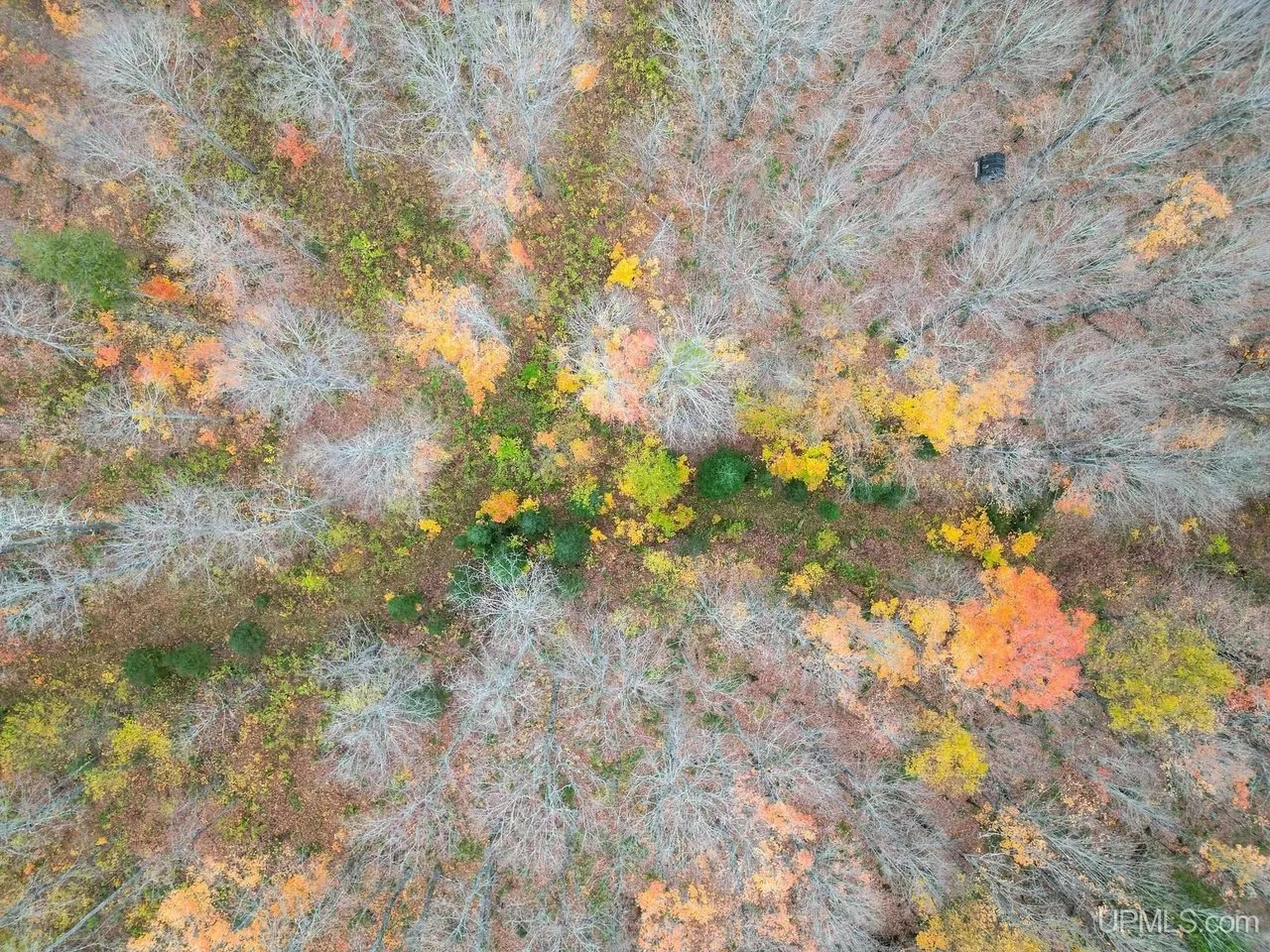 Aerial straight down on the hardwood canopy in autumn colour