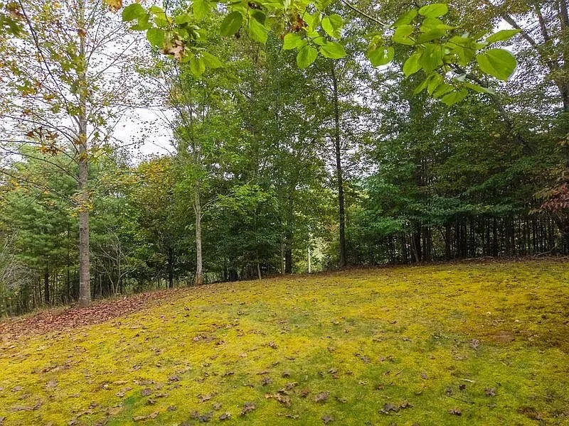 An open grassy clearing bordered by woods