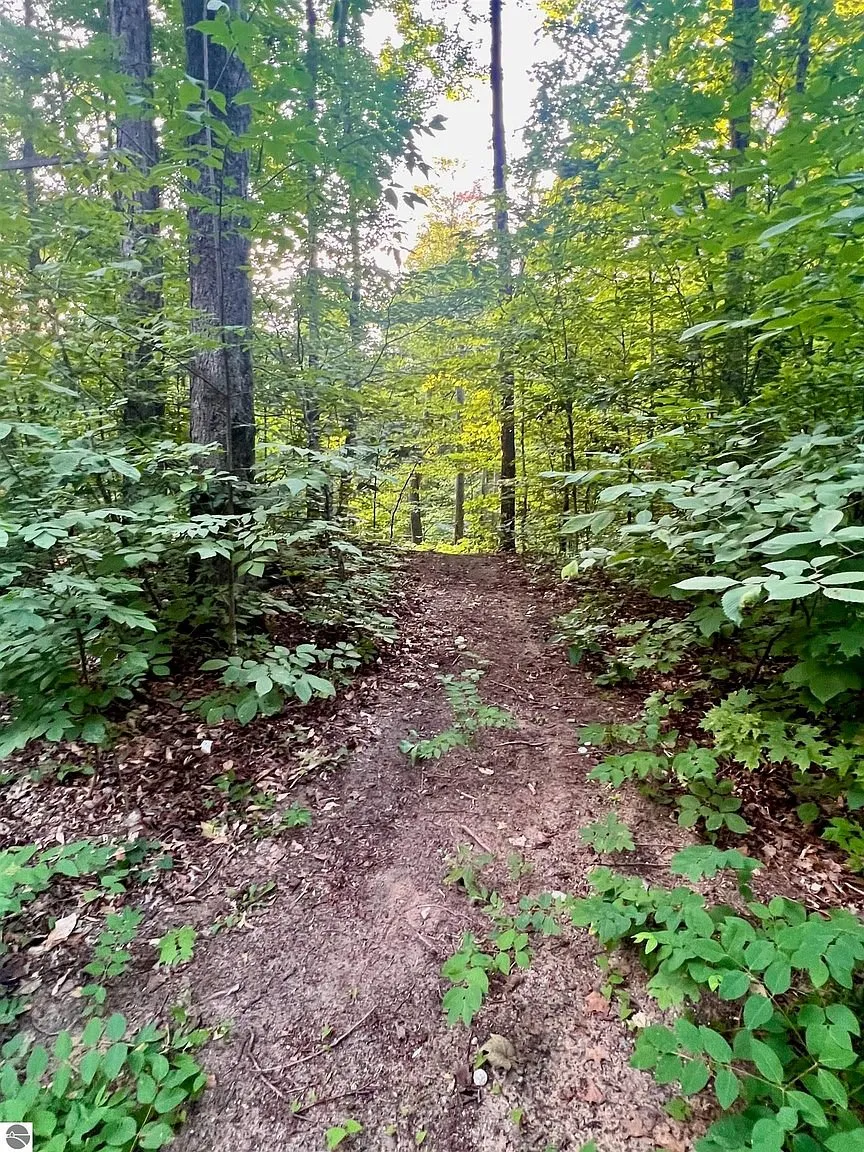 A trail through the hardwoods