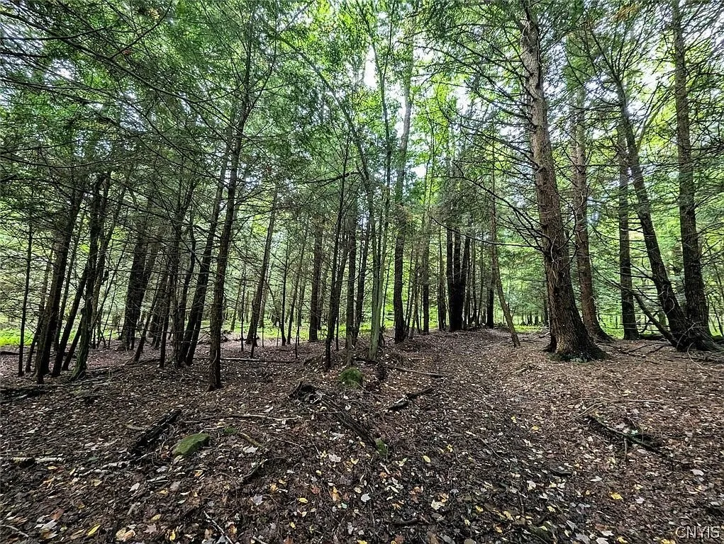 The hemlock woods with the bare ground beneath