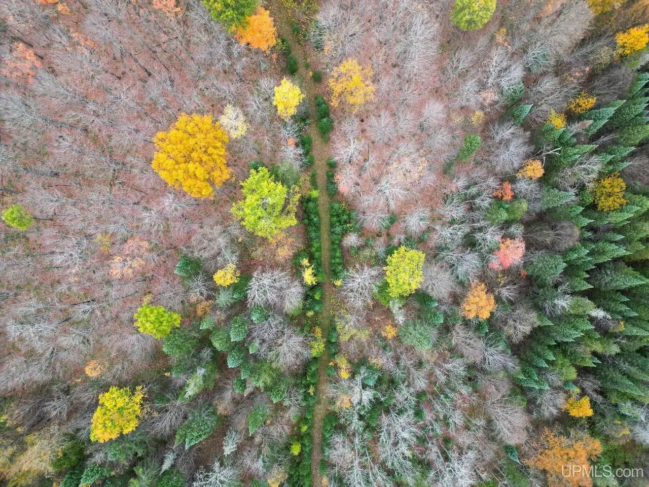 Aerial down on a line of dark conifers running through the hardwoods
