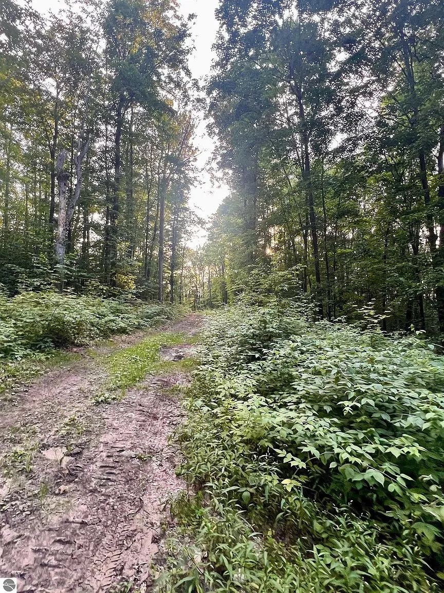 The two-track through the woods at evening