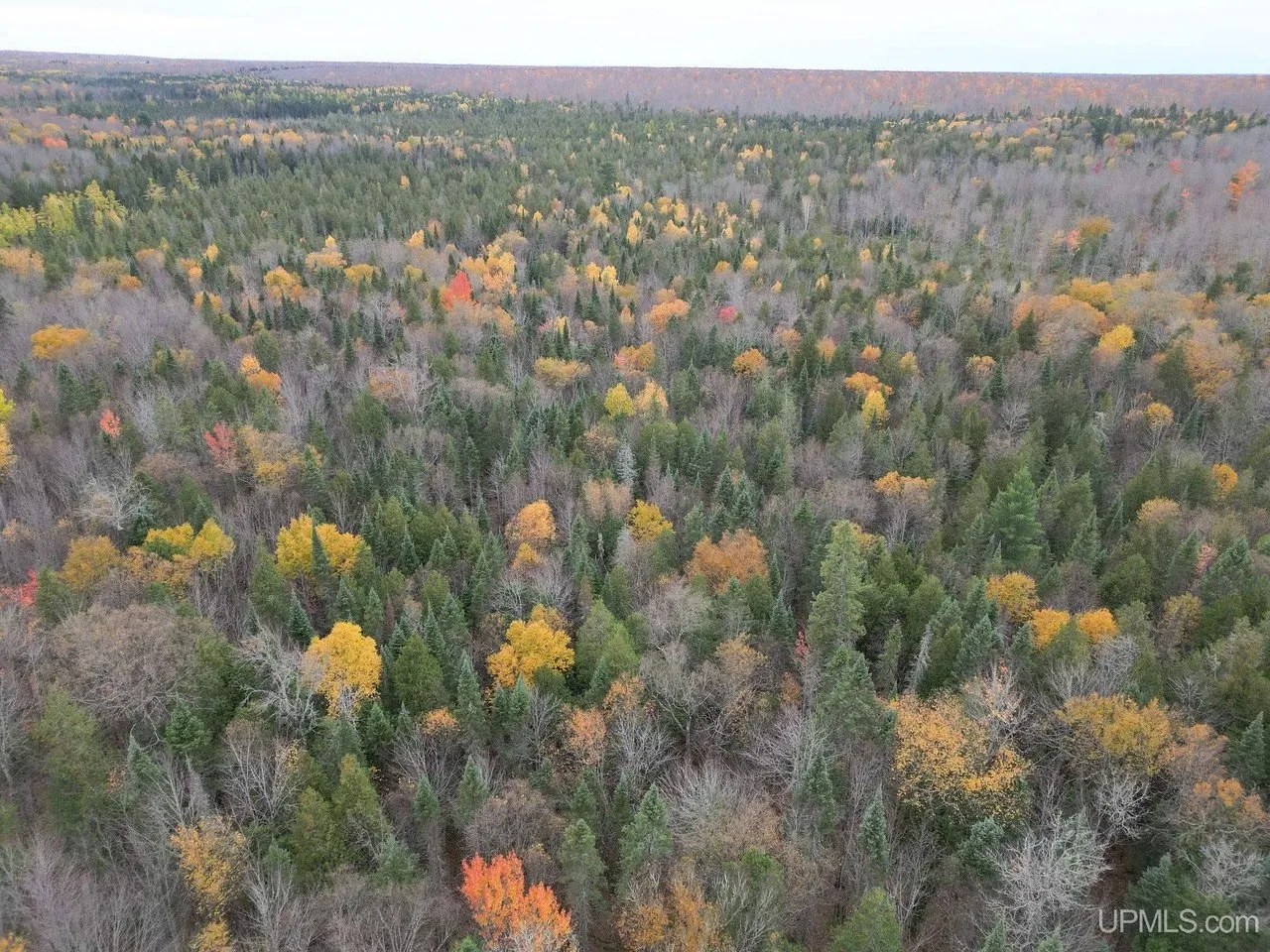 Aerial over the mixed forest with the horizon in the distance