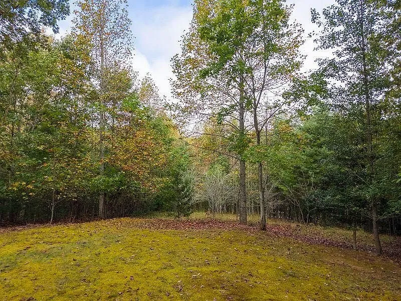 A wooded section of the lot with fall color in the canopy