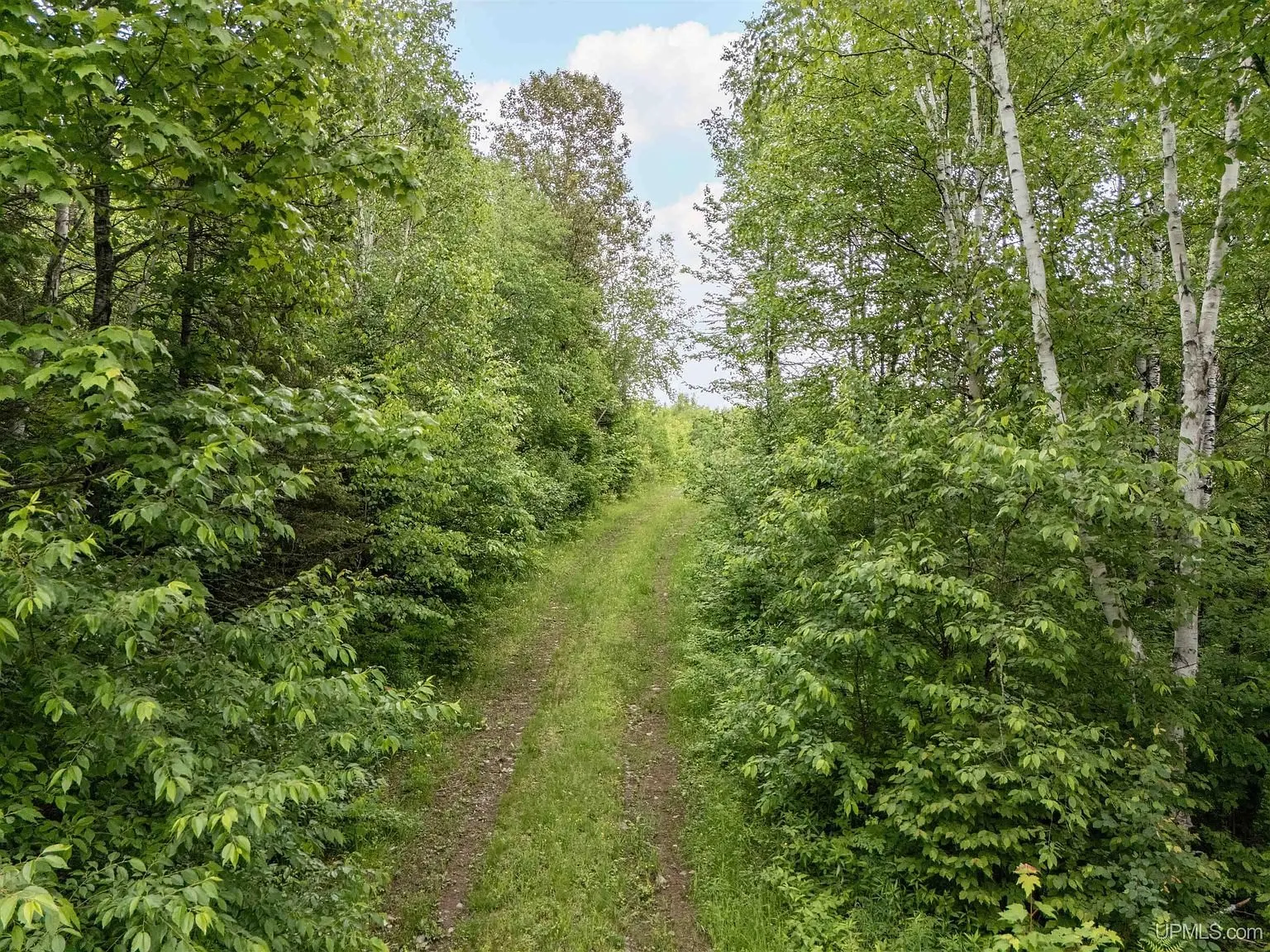 The two-track trail running back into the hardwoods