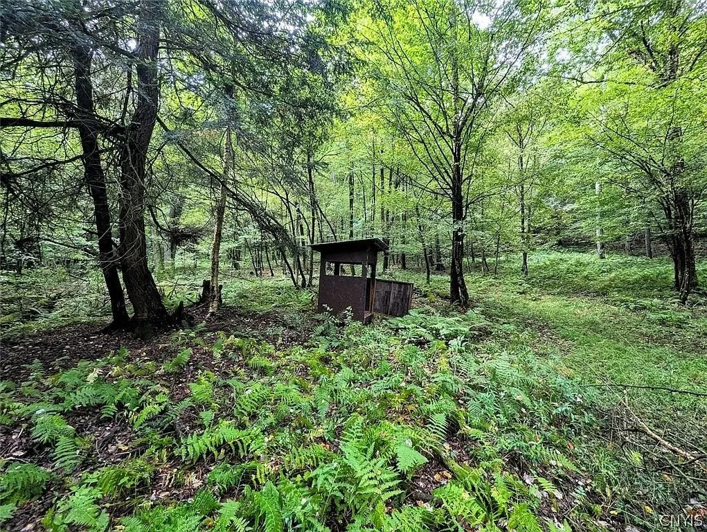 A box blind in the ferns under the trees