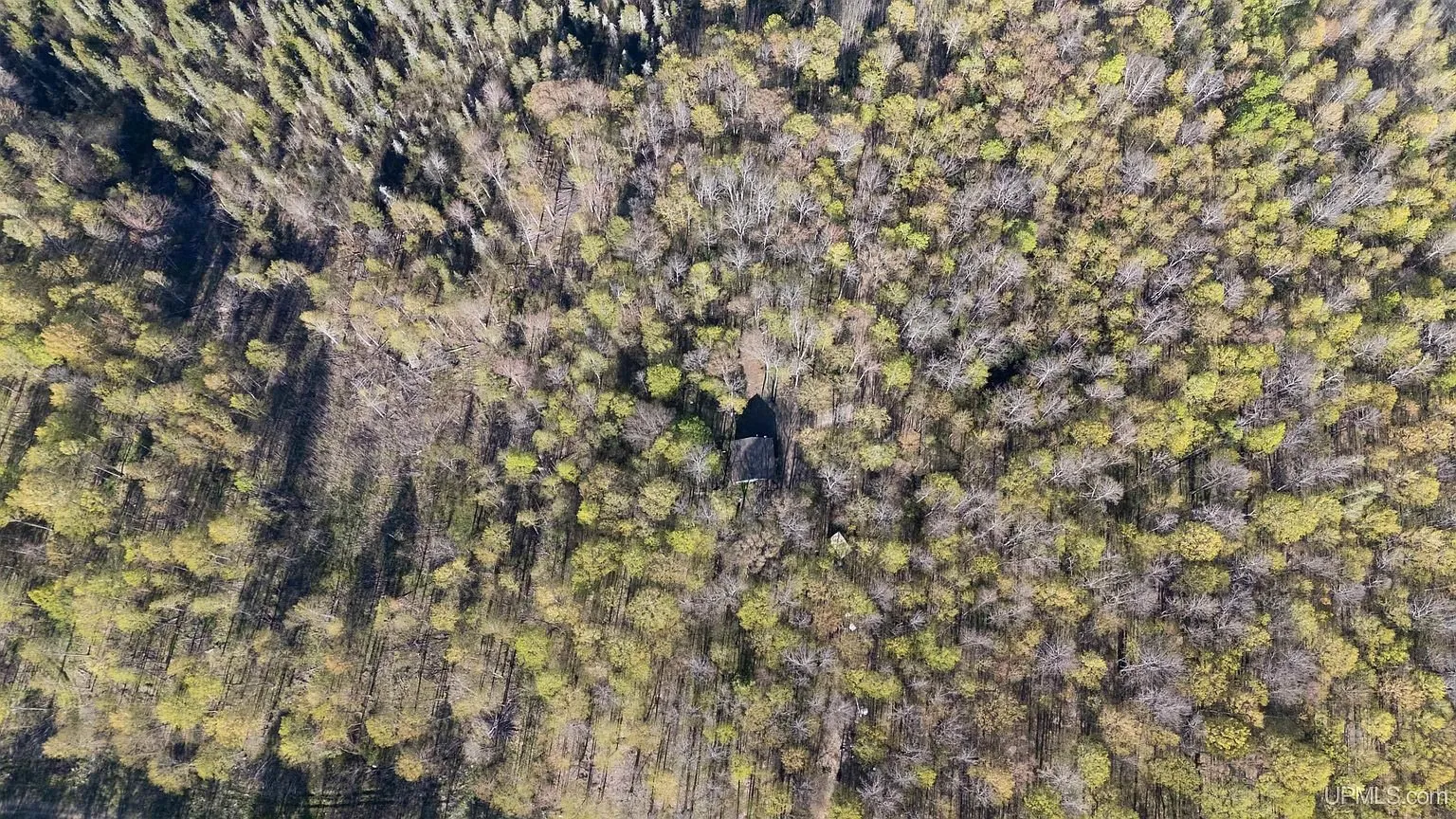 The forest canopy from the air in early spring