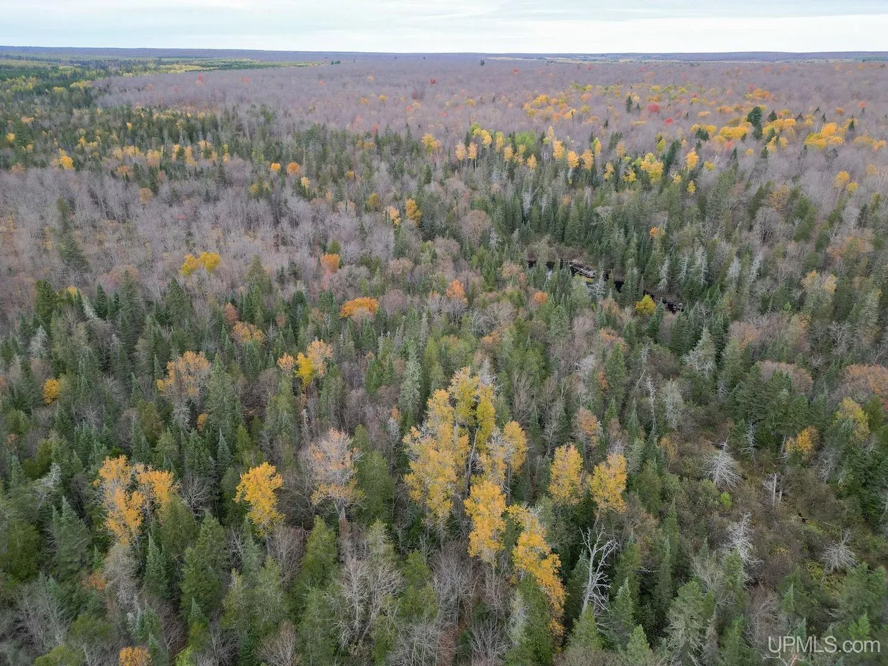 Aerial across unbroken woodland stretching to the skyline