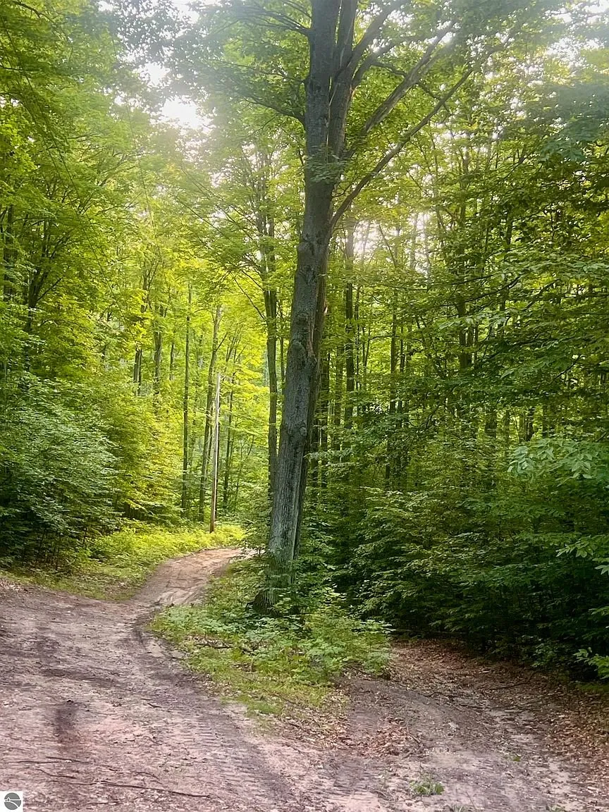 The woods along the drive