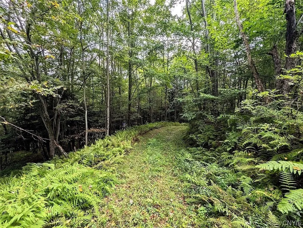 A mown trail between the ferns and the hardwoods