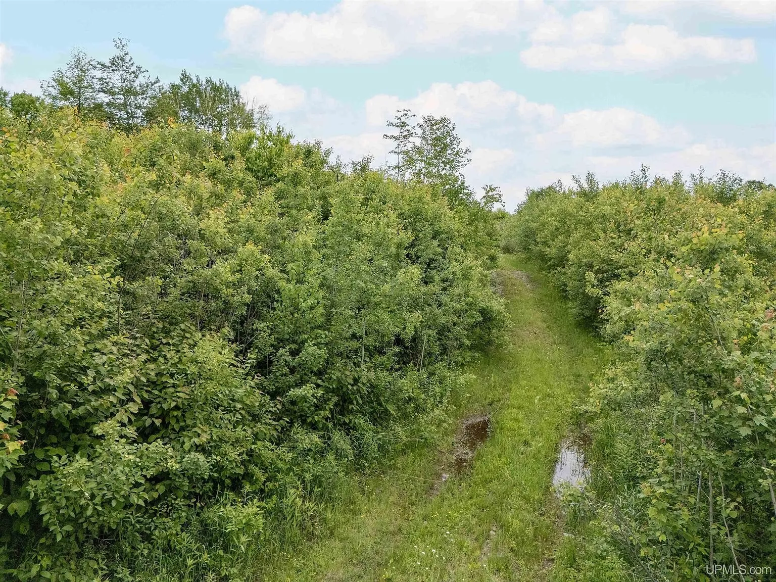A grassy trail bordered by dense young growth