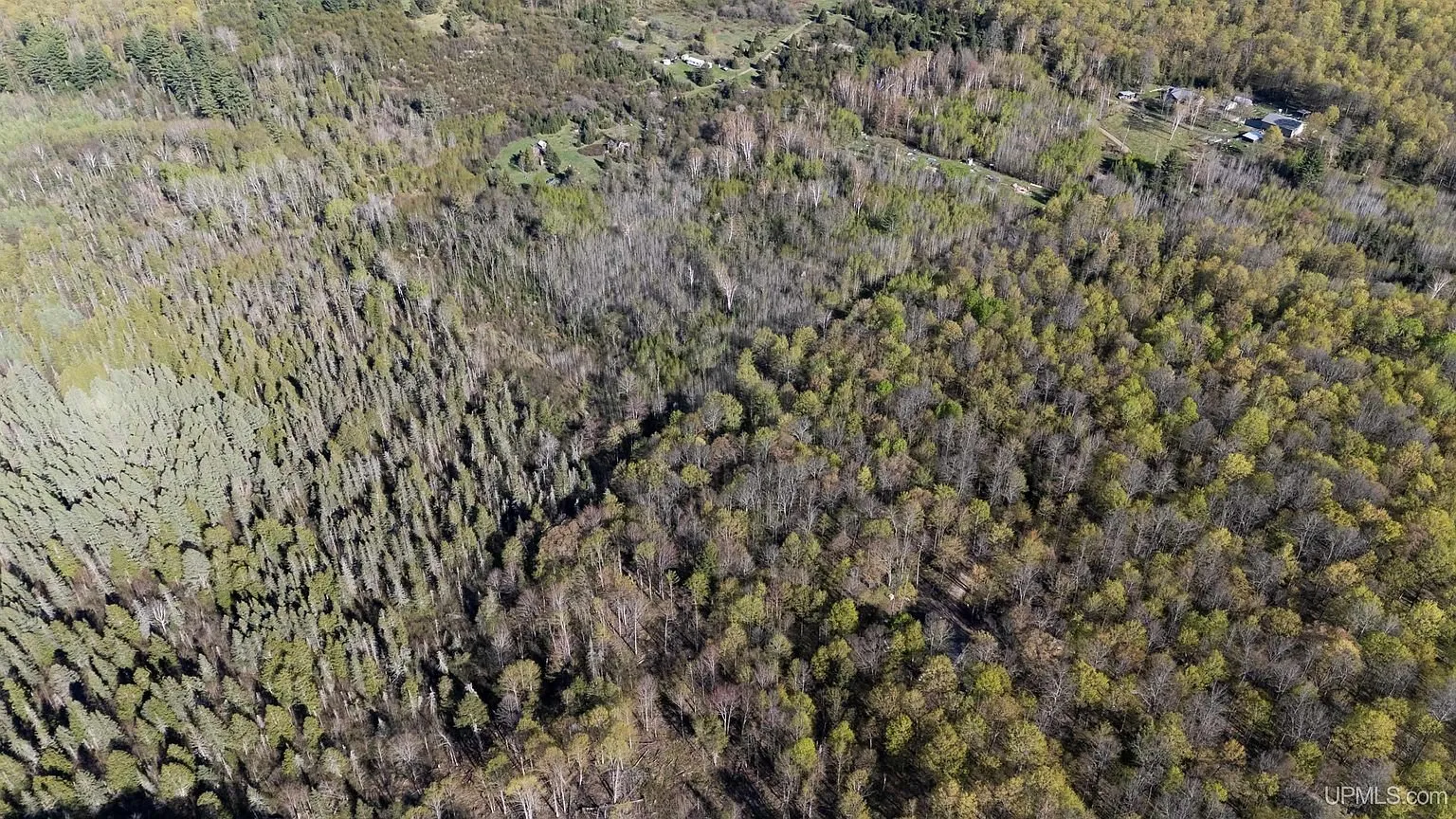 The forest from the air with conifers among the hardwoods