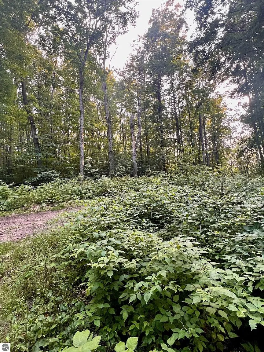 The understory in the hardwoods