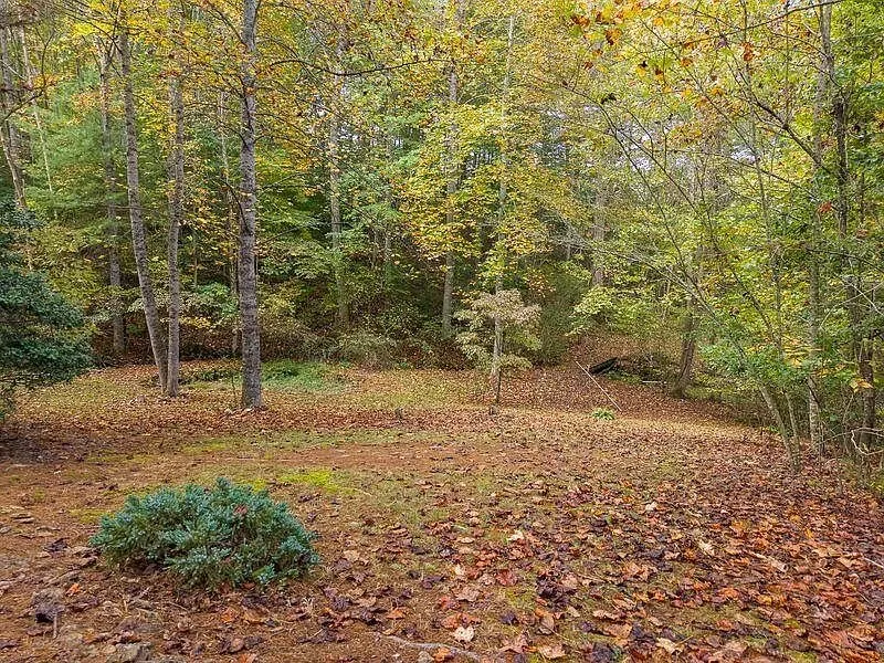 A stand of hardwoods on the property in early fall color