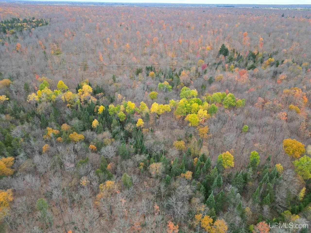 Aerial over the hardwoods with yellow crowns scattered through the grey