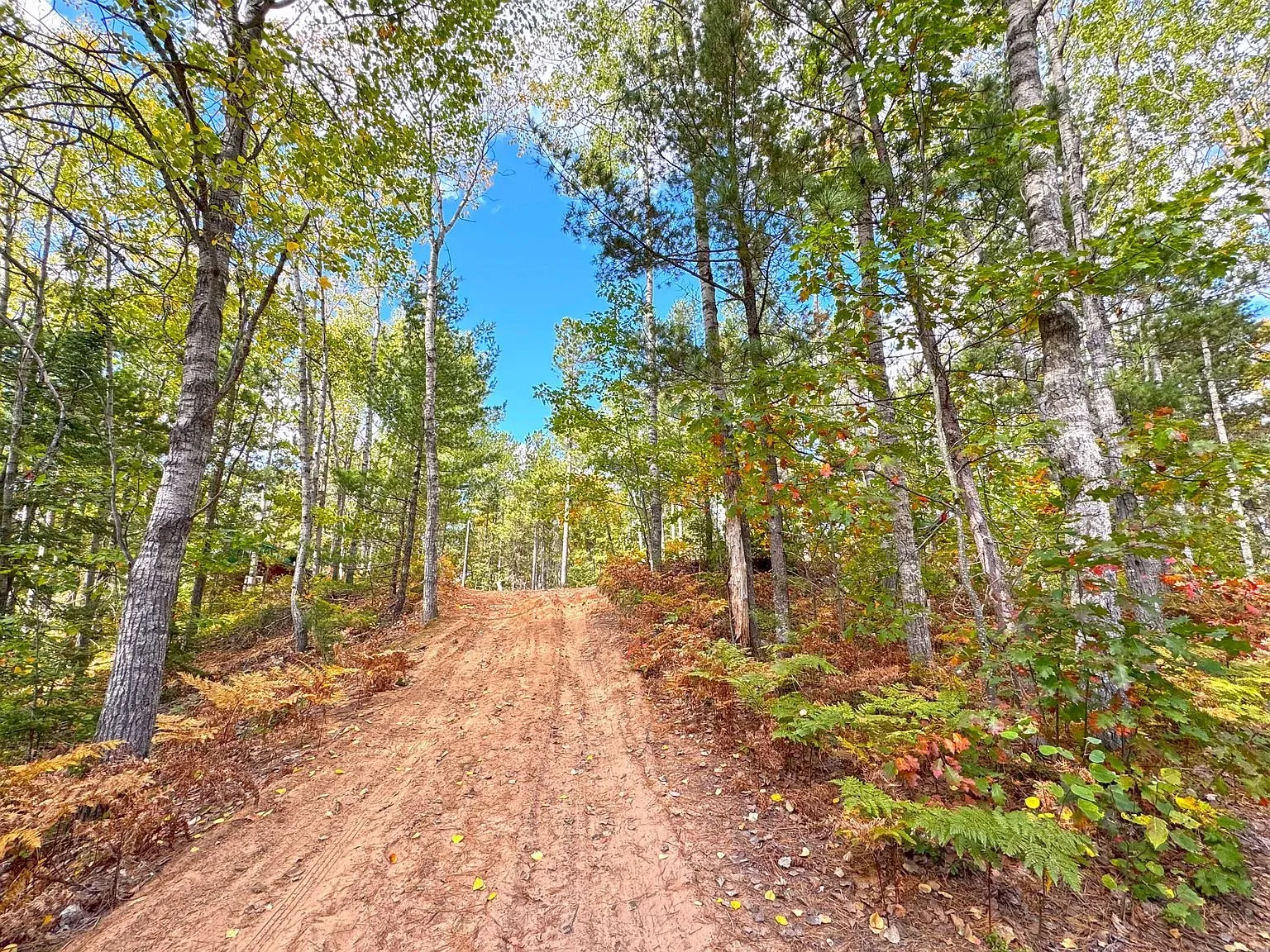 The two-track running away through the woods