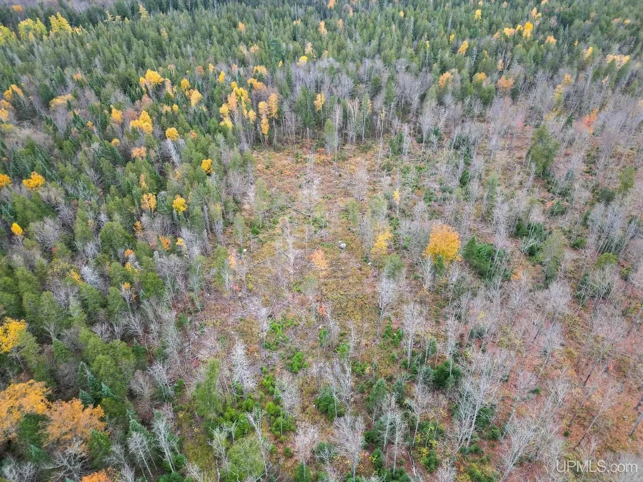 Aerial of the forest with a small clearing among the trees