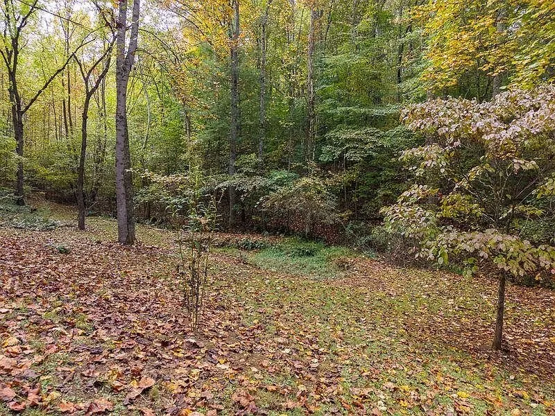 Leaf-covered ground beneath mature trees on the lot