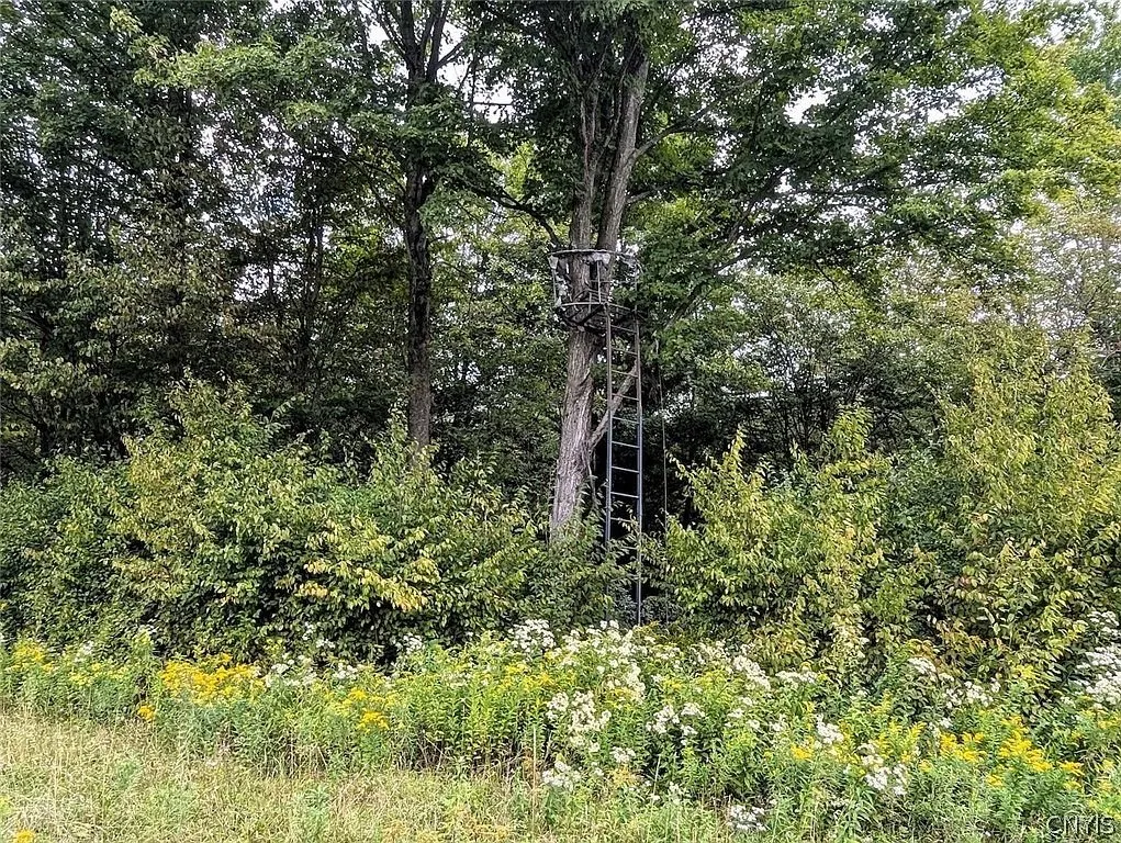 A ladder stand against a tree at a field edge