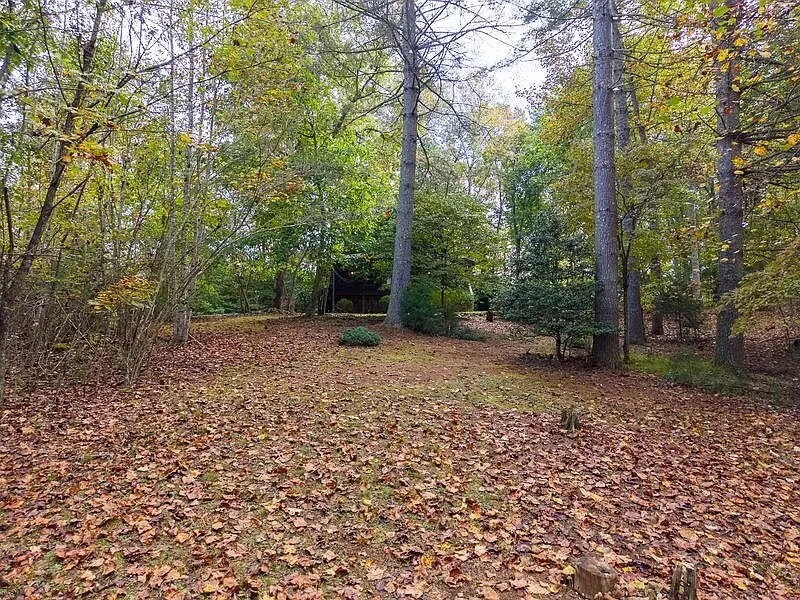 A wooded clearing with sparse undergrowth
