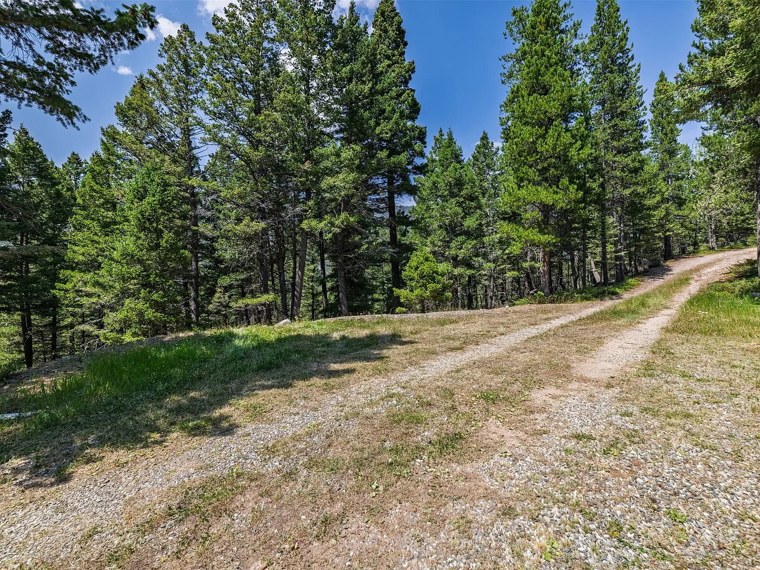 A hillside clearing on the property dotted with young pines
