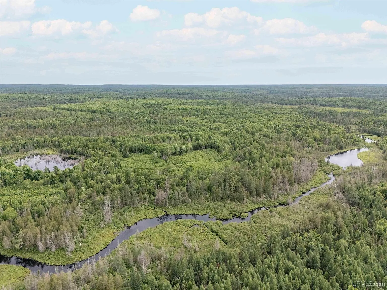 An aerial view of the timber canopy stretching to the horizon