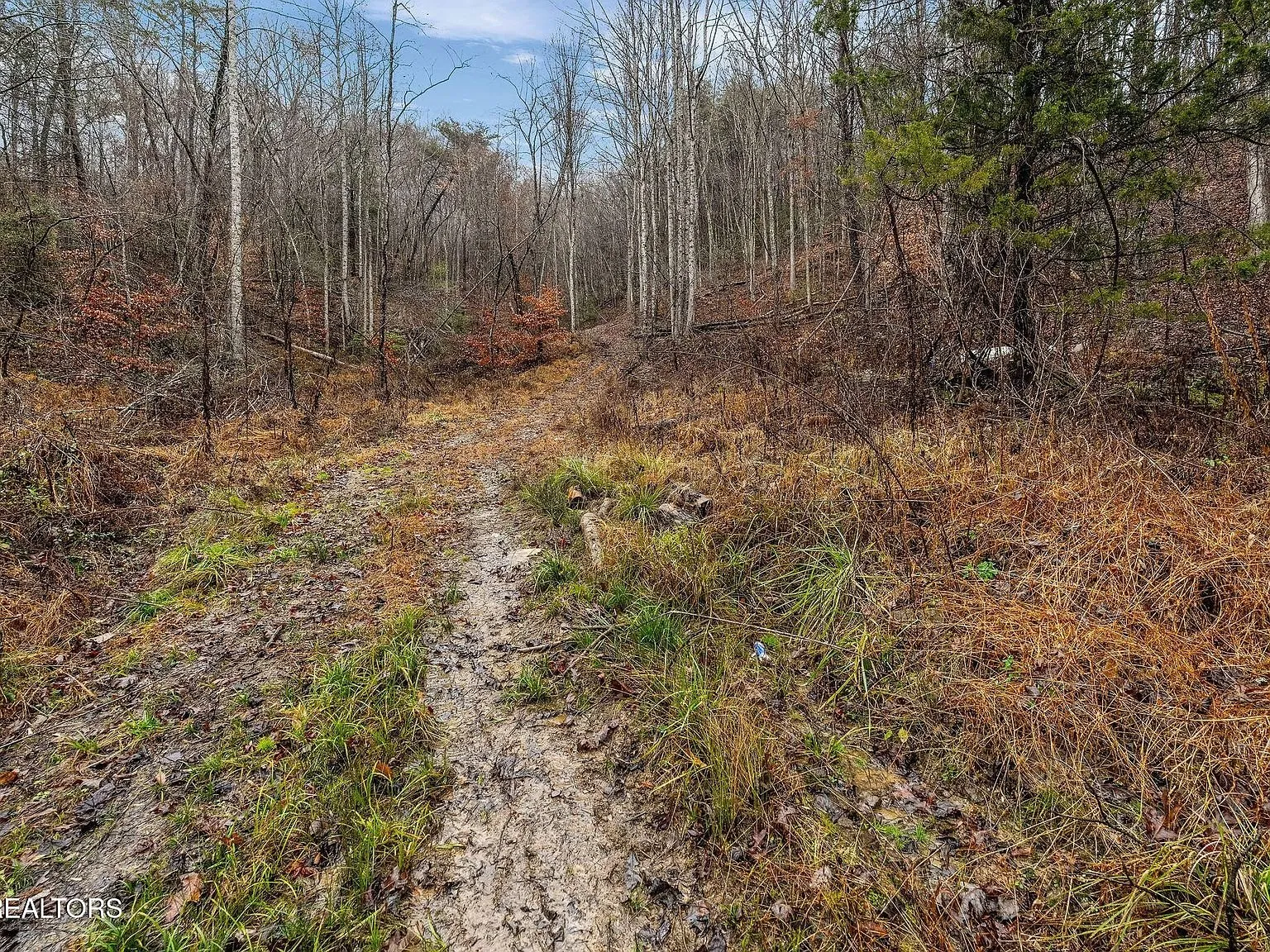 A trail cutting through dense underbrush on the wooded acreage