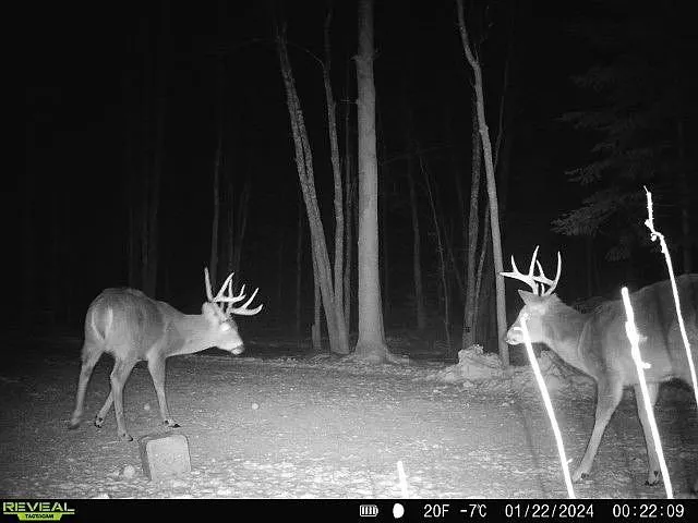 A trail camera photo of two bucks at night near a feeder