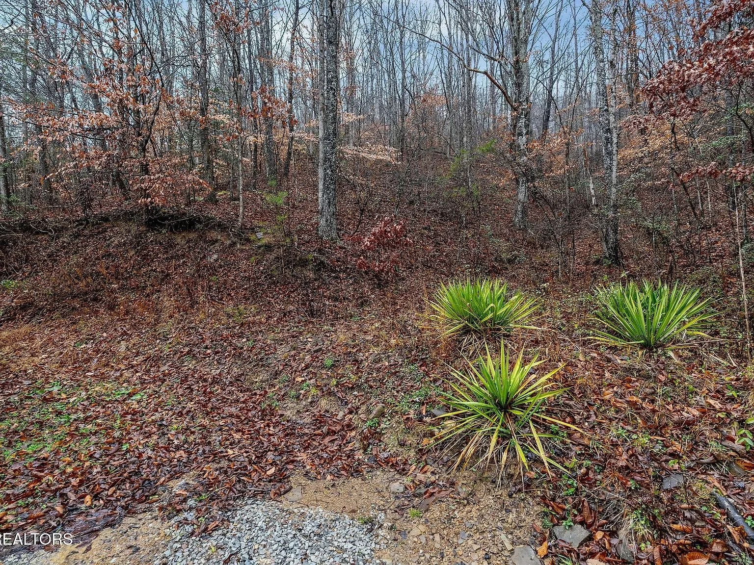 A storage shed and cleared hillside near the home