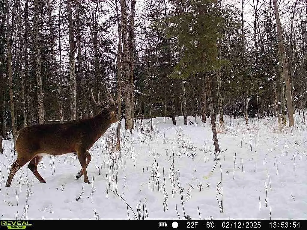 A trail camera photo of a buck crossing a snowy clearing in daylight