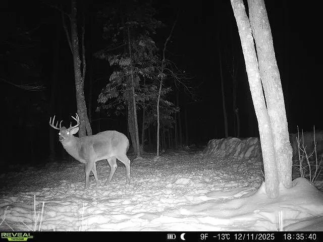 A trail camera photo of a buck at night among the trees